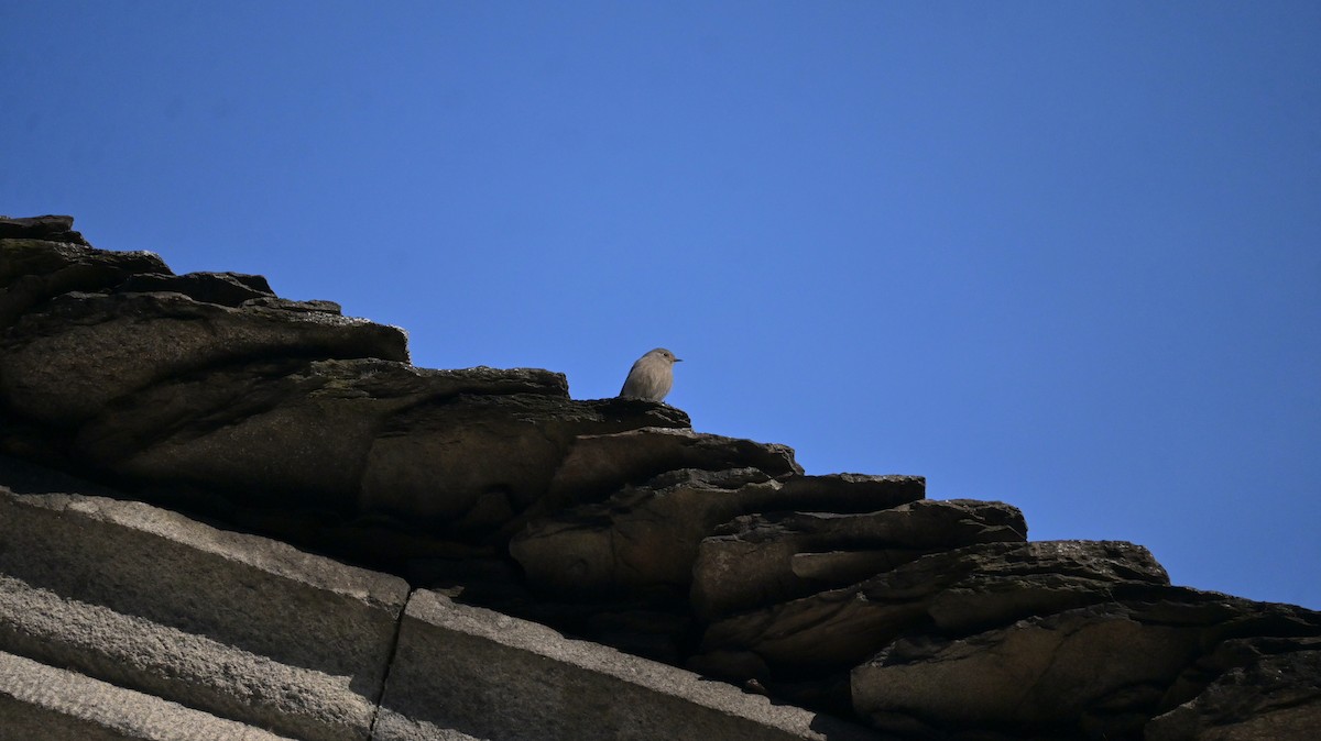 Rougequeue noir - ML646643380