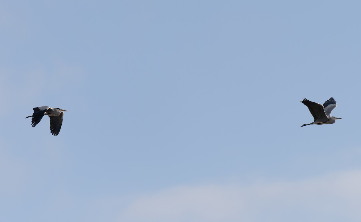 volavka popelavá - ML646643381