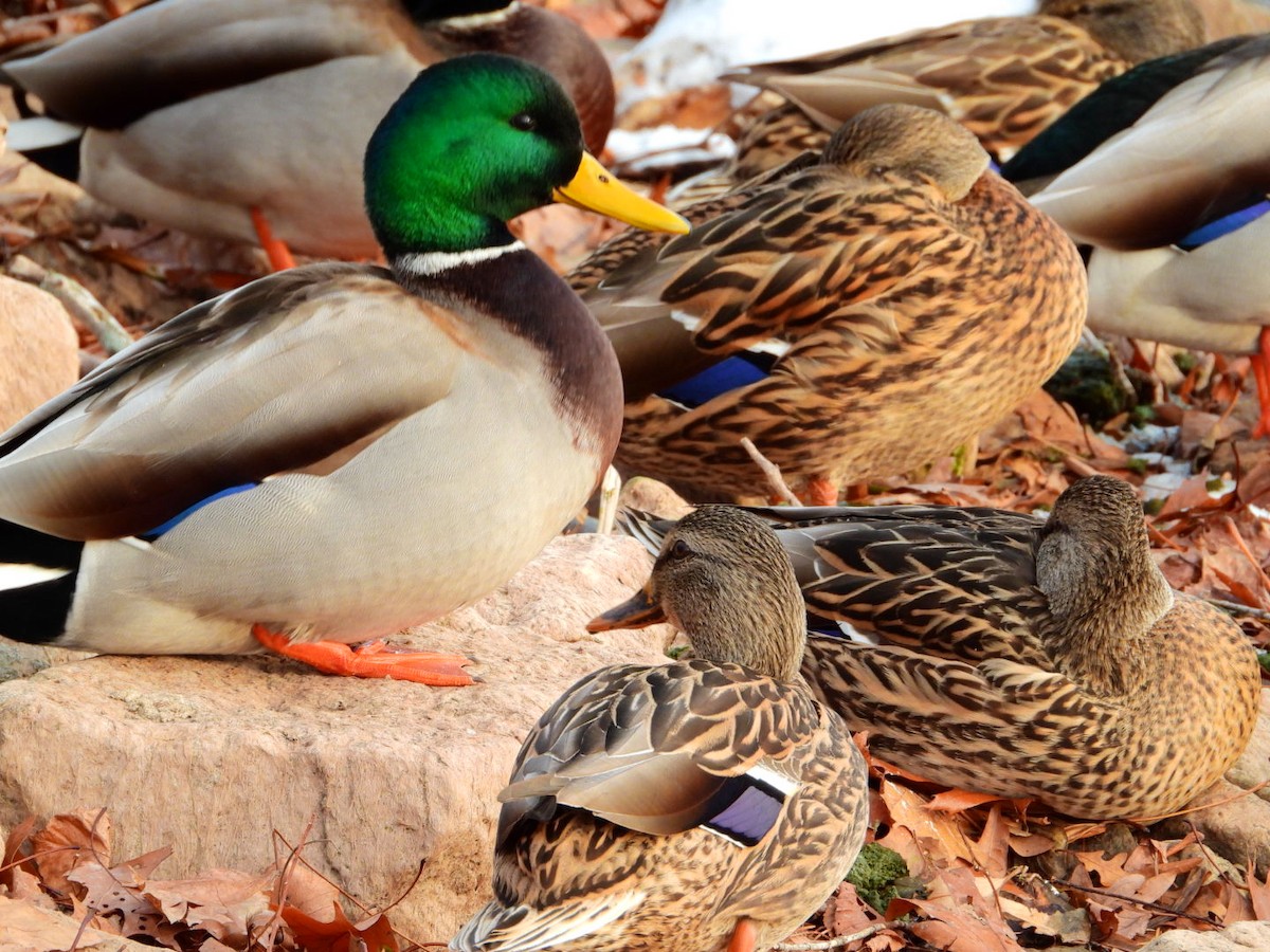 Зэрлэг нугас - ML646643383