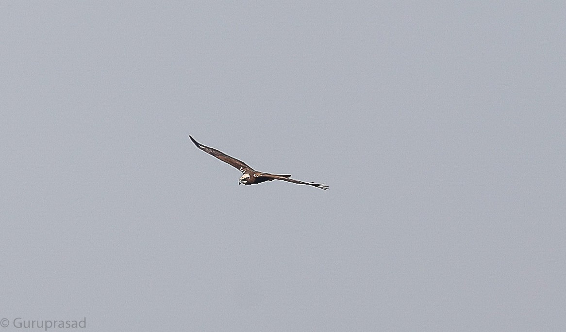 Pallid Harrier - ML646643385