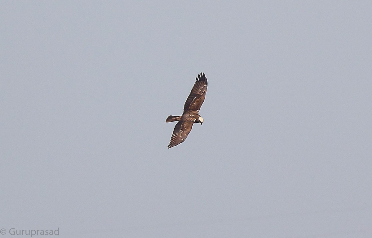 Pallid Harrier - ML646643386