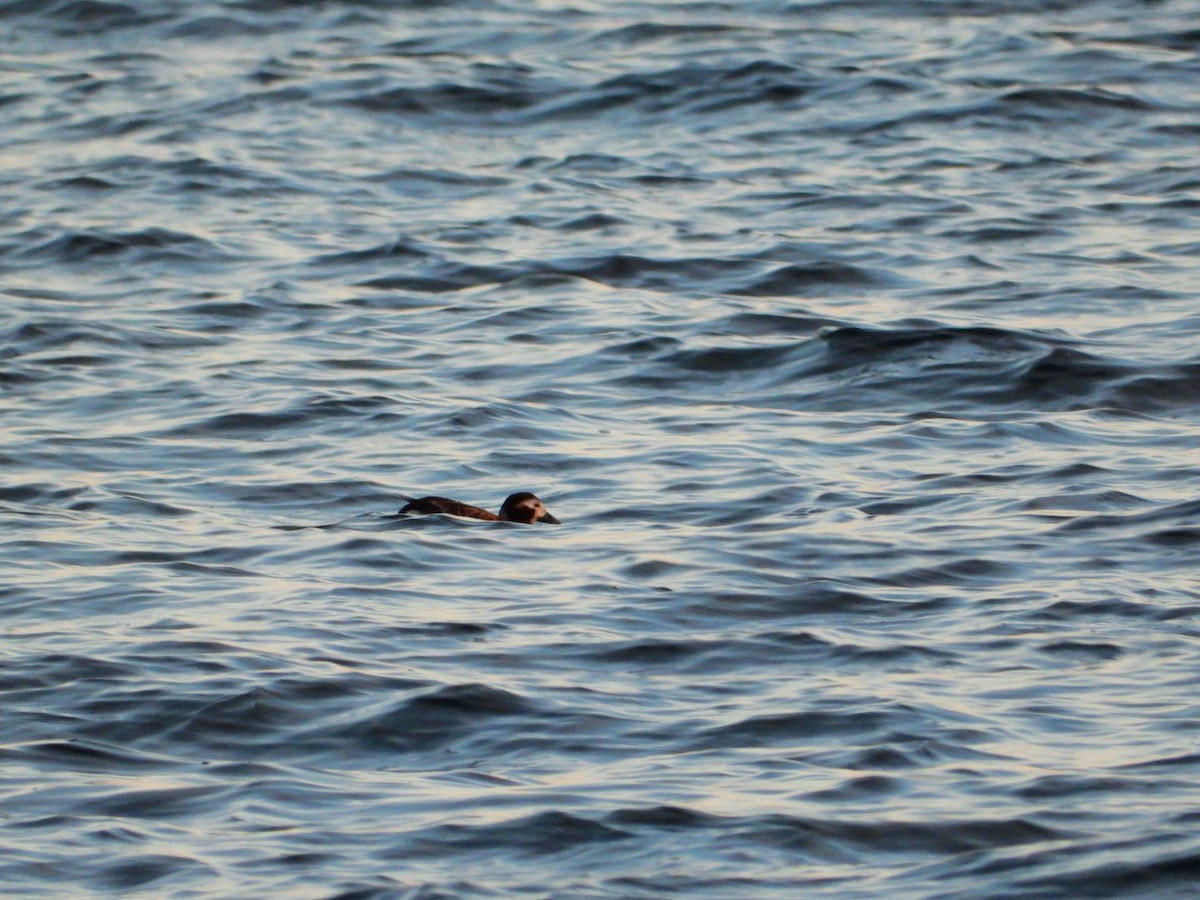 Мөнгөлөг шунгаахай - ML646643389