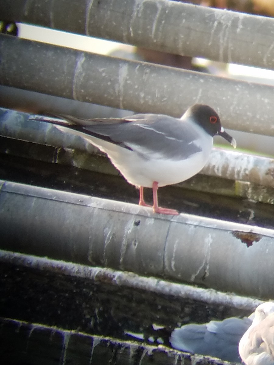 Kırlangıç Kuyruklu Martı - ML646643390