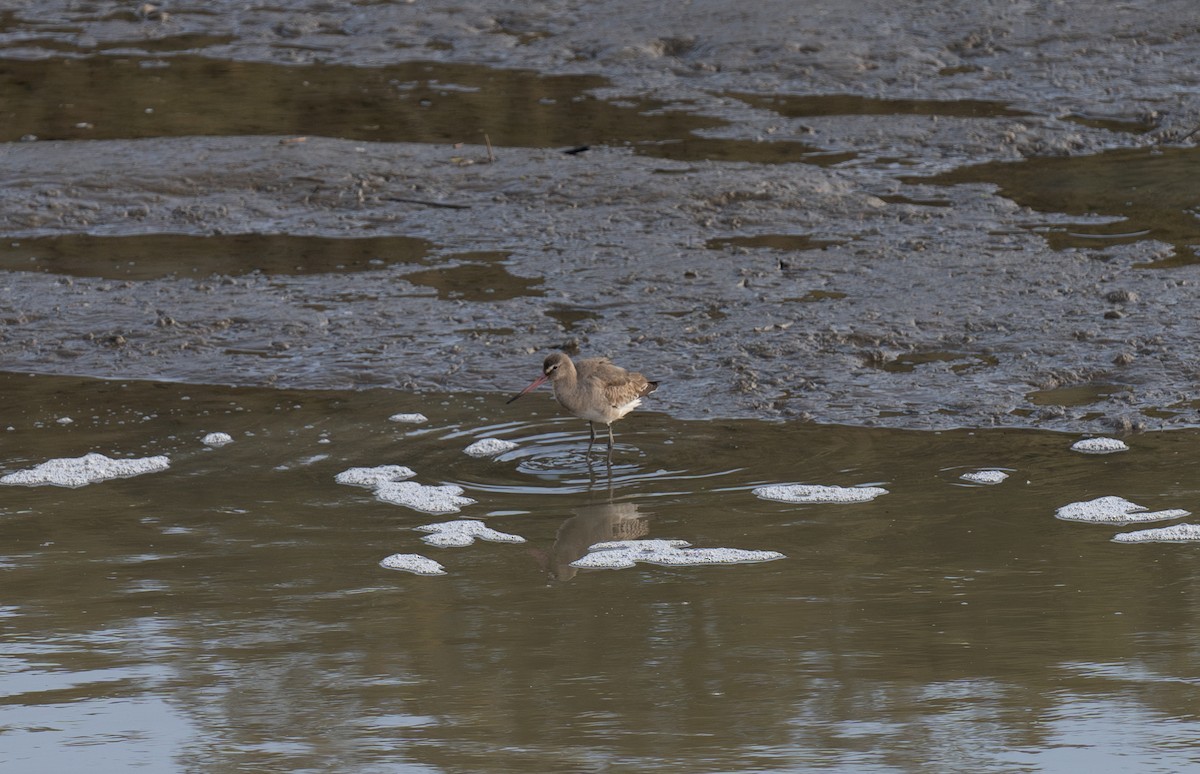 břehouš černoocasý - ML646643391