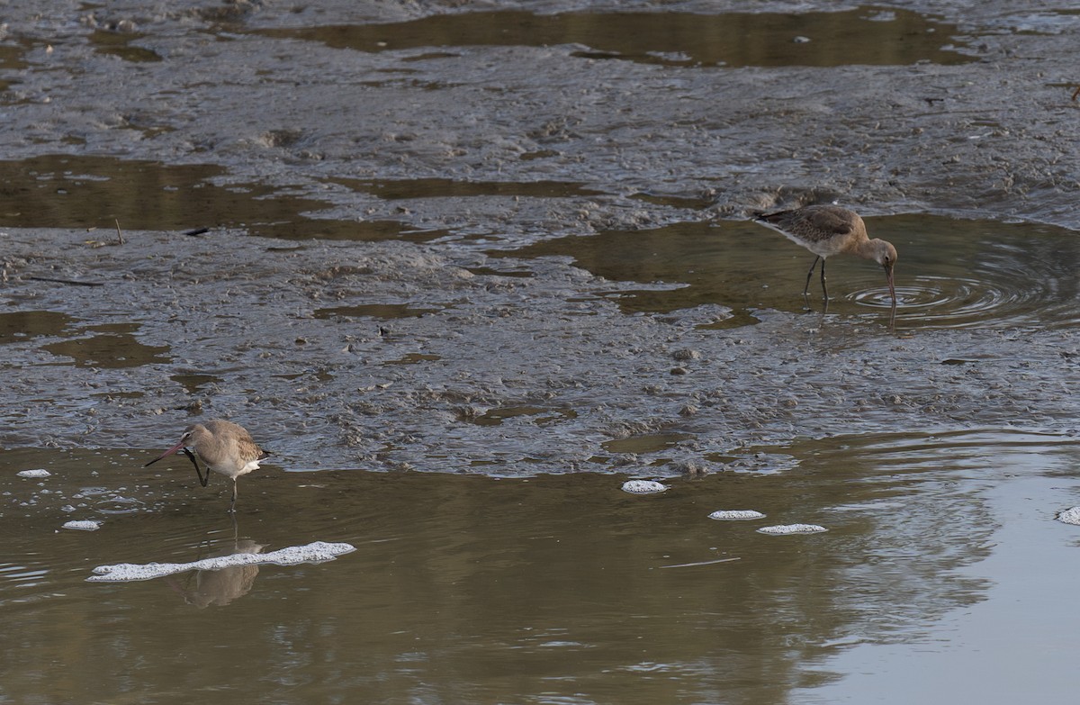 břehouš černoocasý - ML646643394