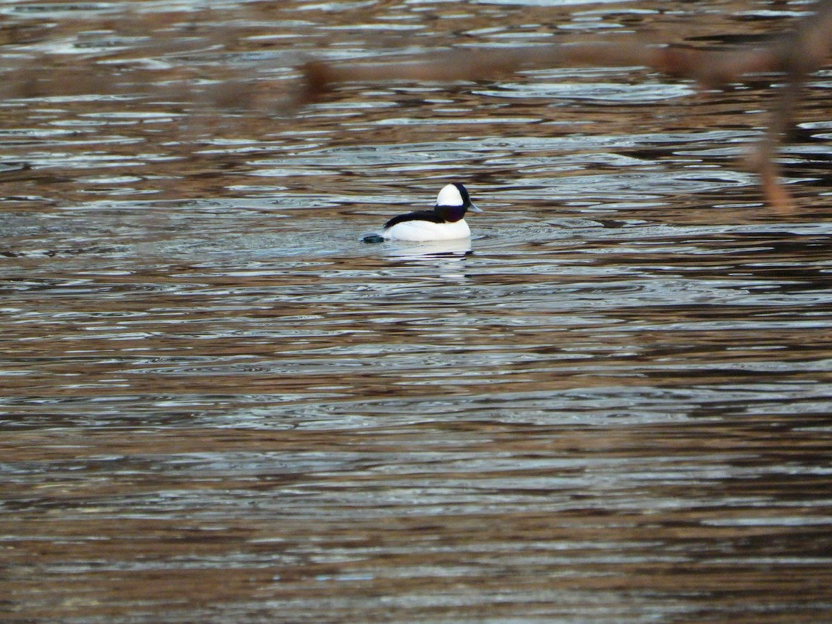 Bufflehead - ML646643398