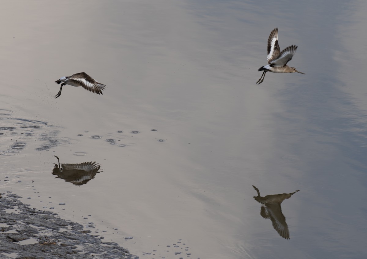 břehouš černoocasý - ML646643400