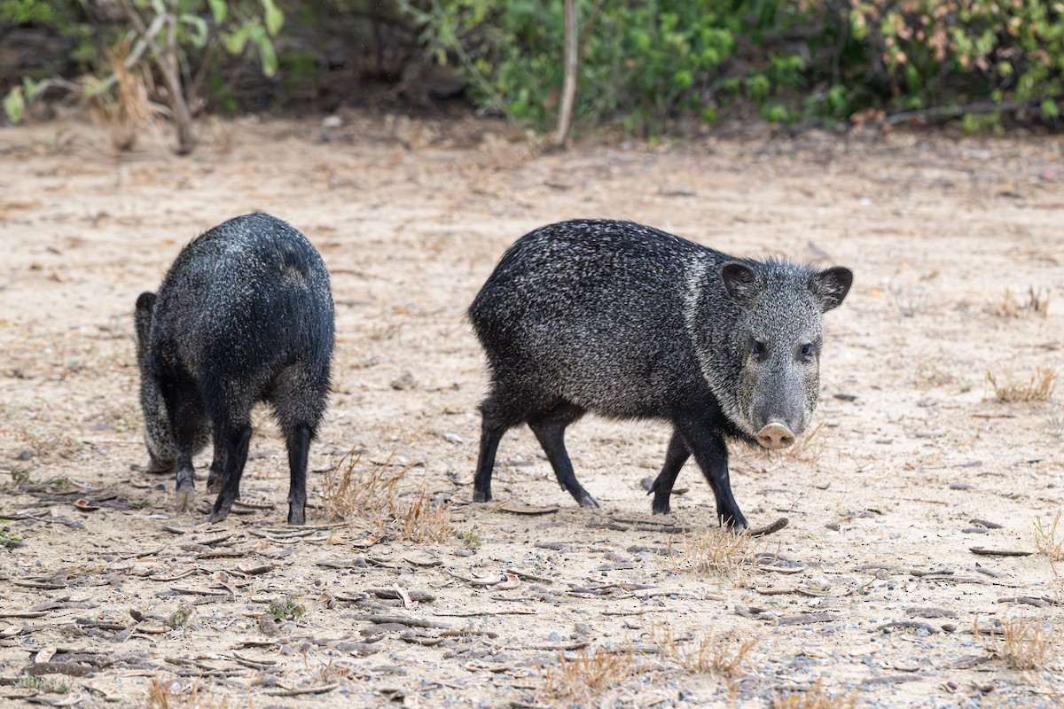 Texas Collared Peccary - ML646643401