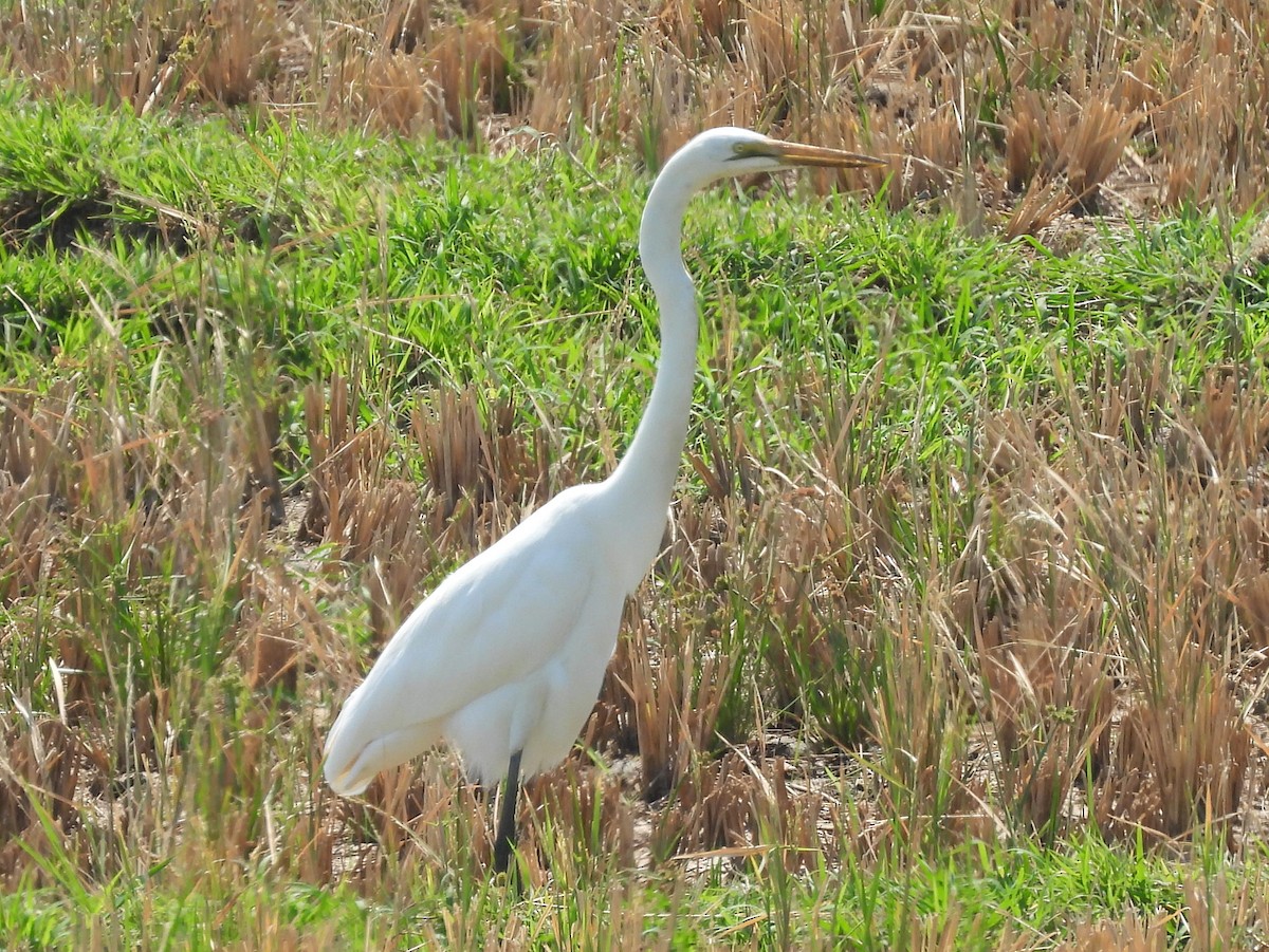 Great Egret (African) - ML646643404