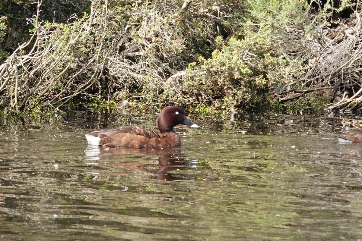 Hardhead - ML646643405