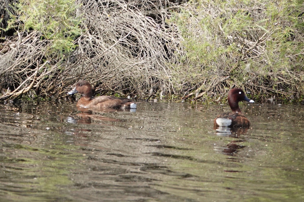 Hardhead - ML646643406