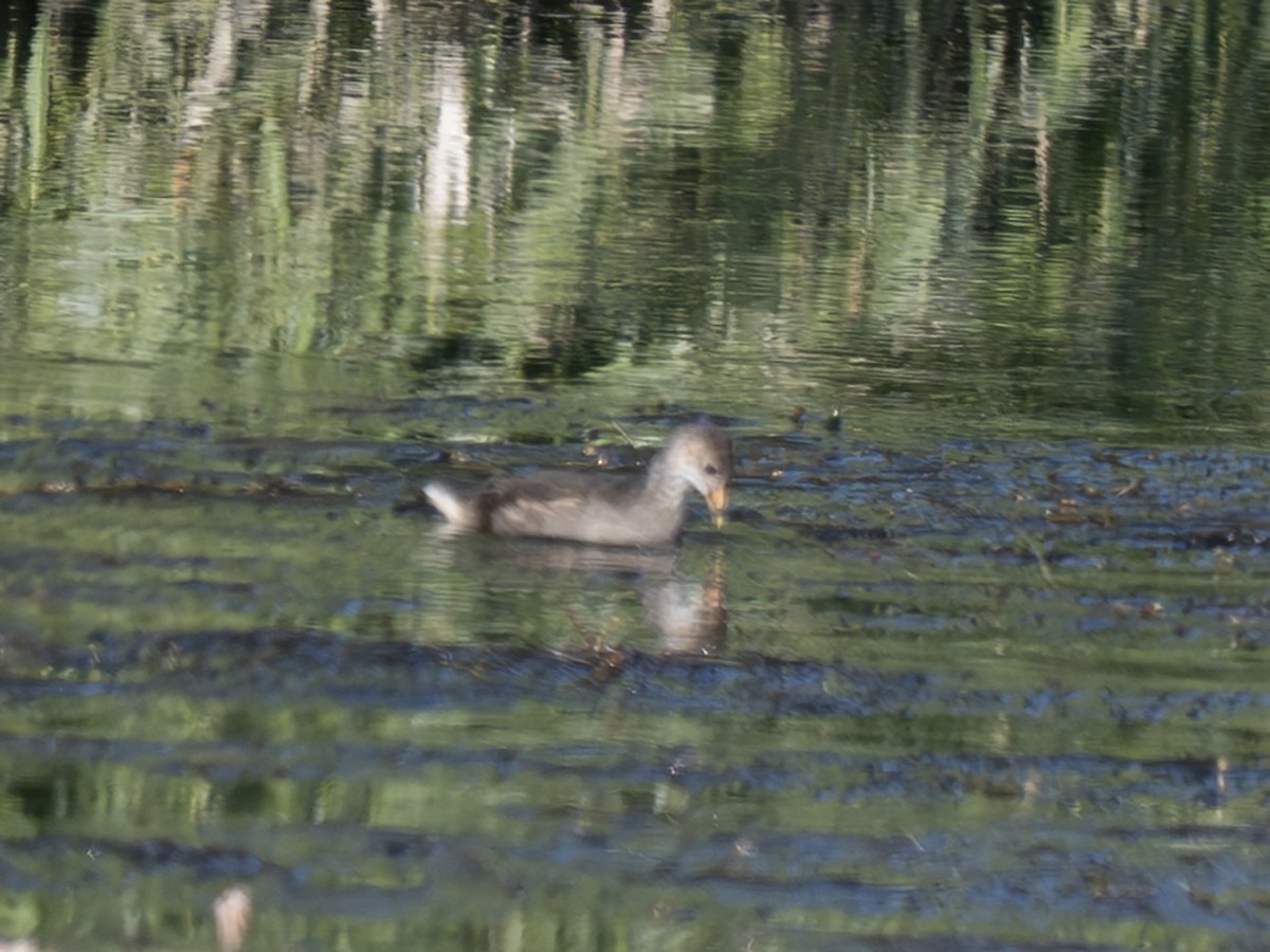 Eurasian Moorhen - ML646643409