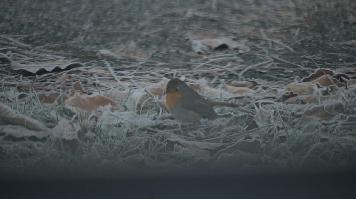 Rougegorge familier - ML646643410