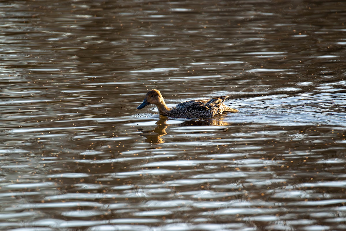 Northern Pintail - ML646643411