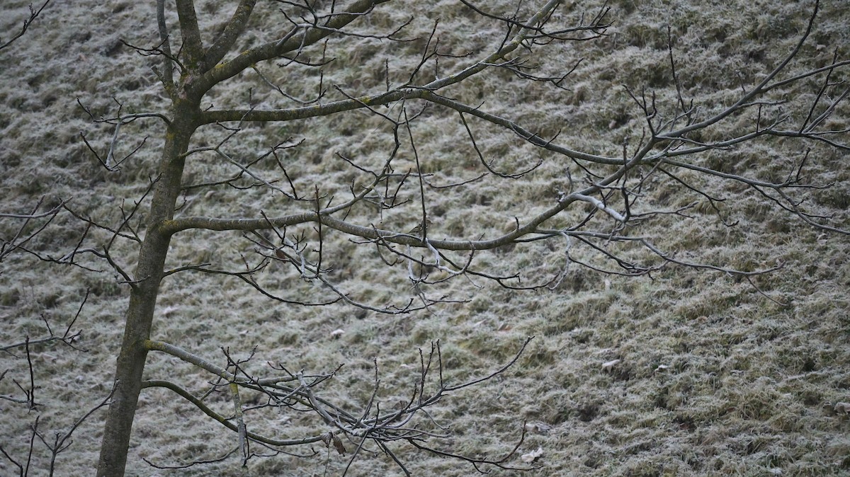 Pinson des arbres - ML646643412