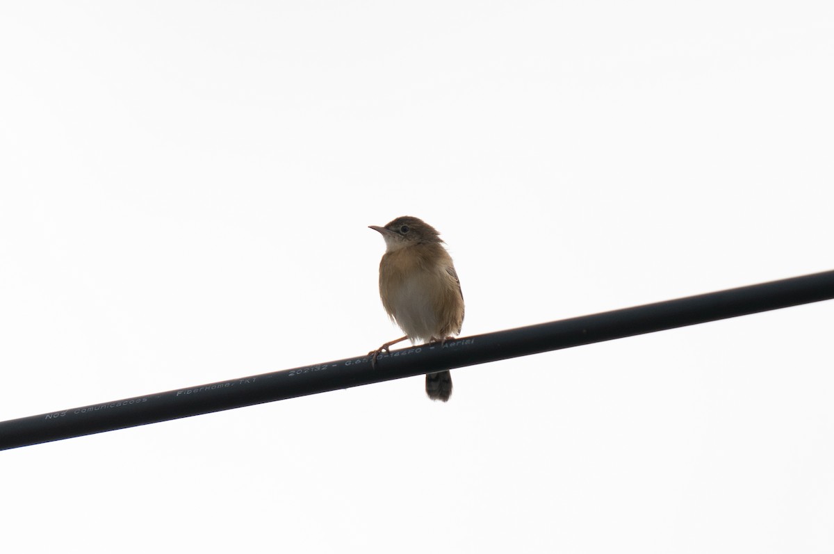 cistovník rákosníkový - ML646643413