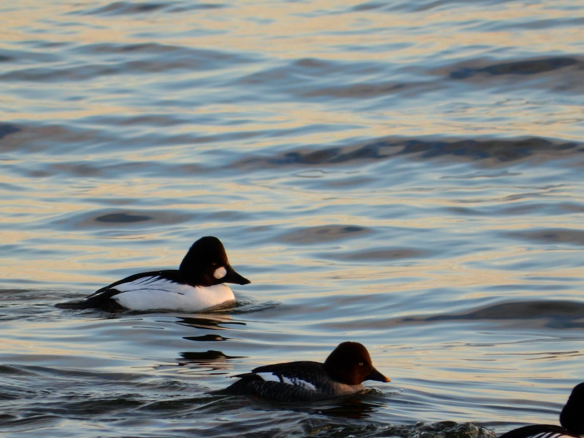 Алаг шунгаач - ML646643414