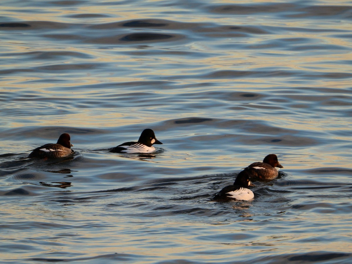 Алаг шунгаач - ML646643415