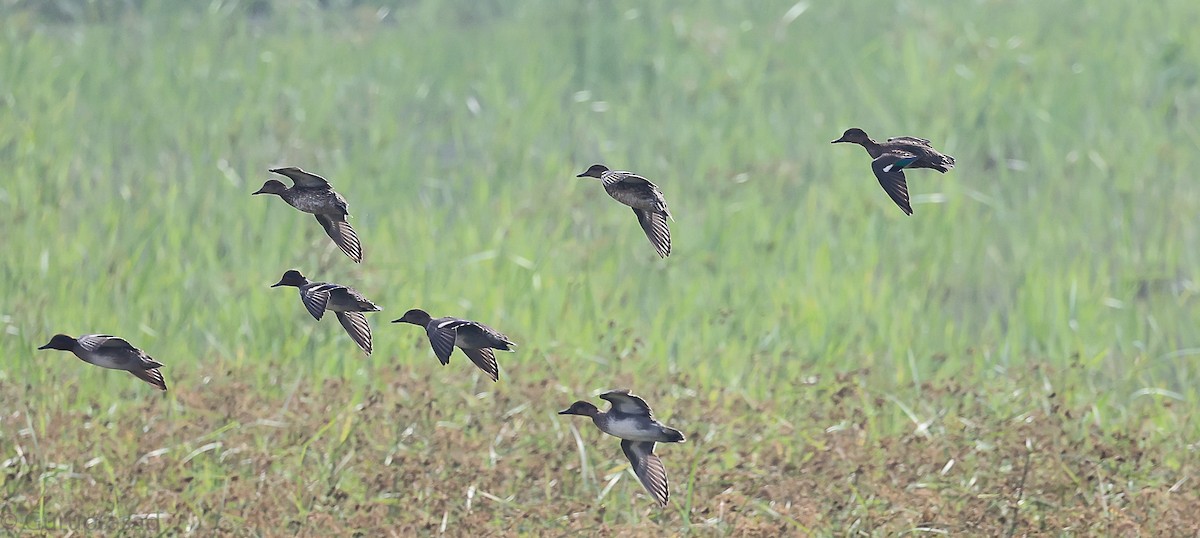 Garganey - ML646643420