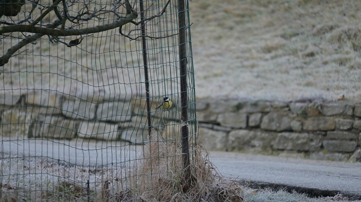 Mésange charbonnière - ML646643422