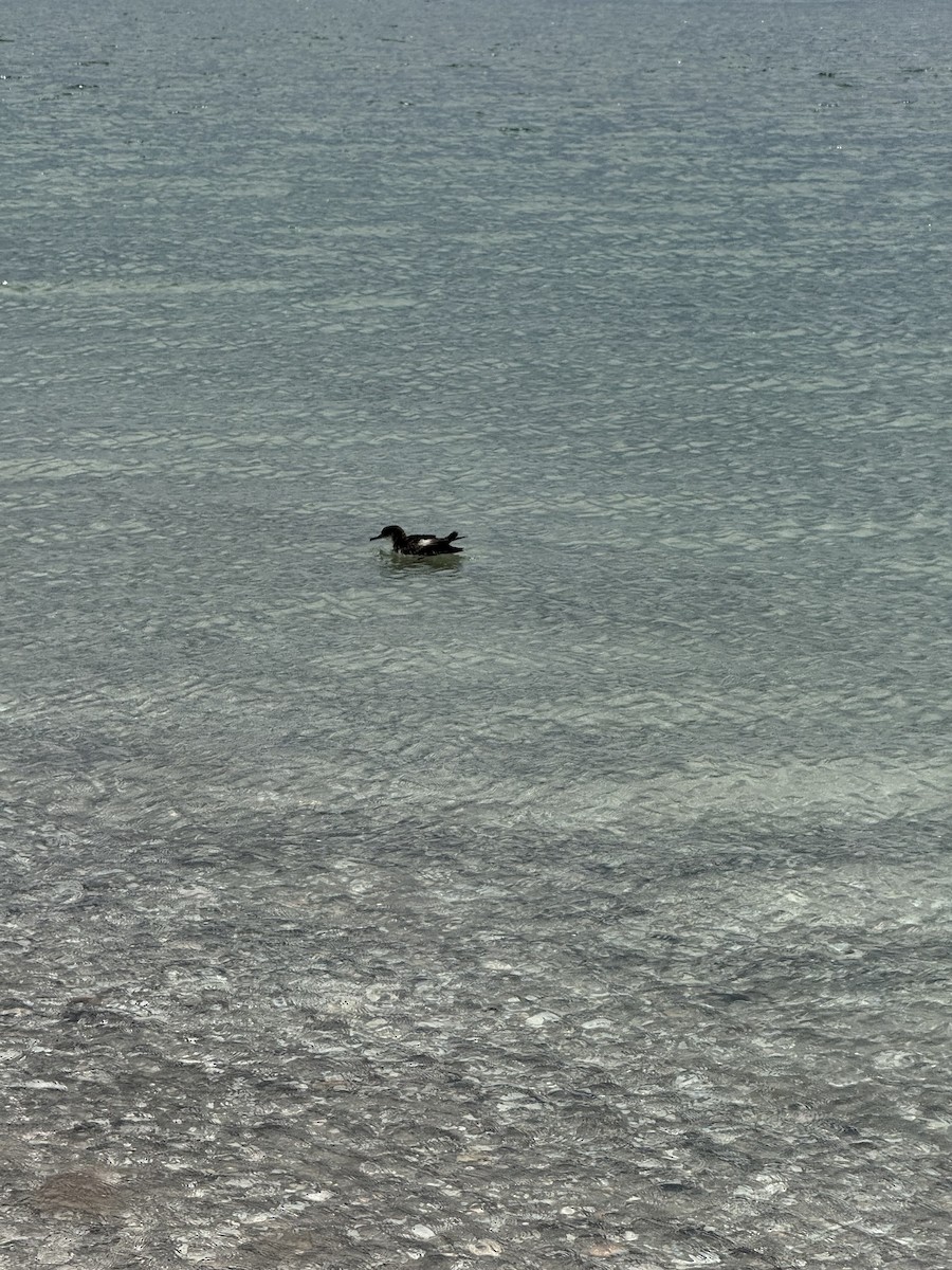 マンクスミズナギドリ - ML646643425