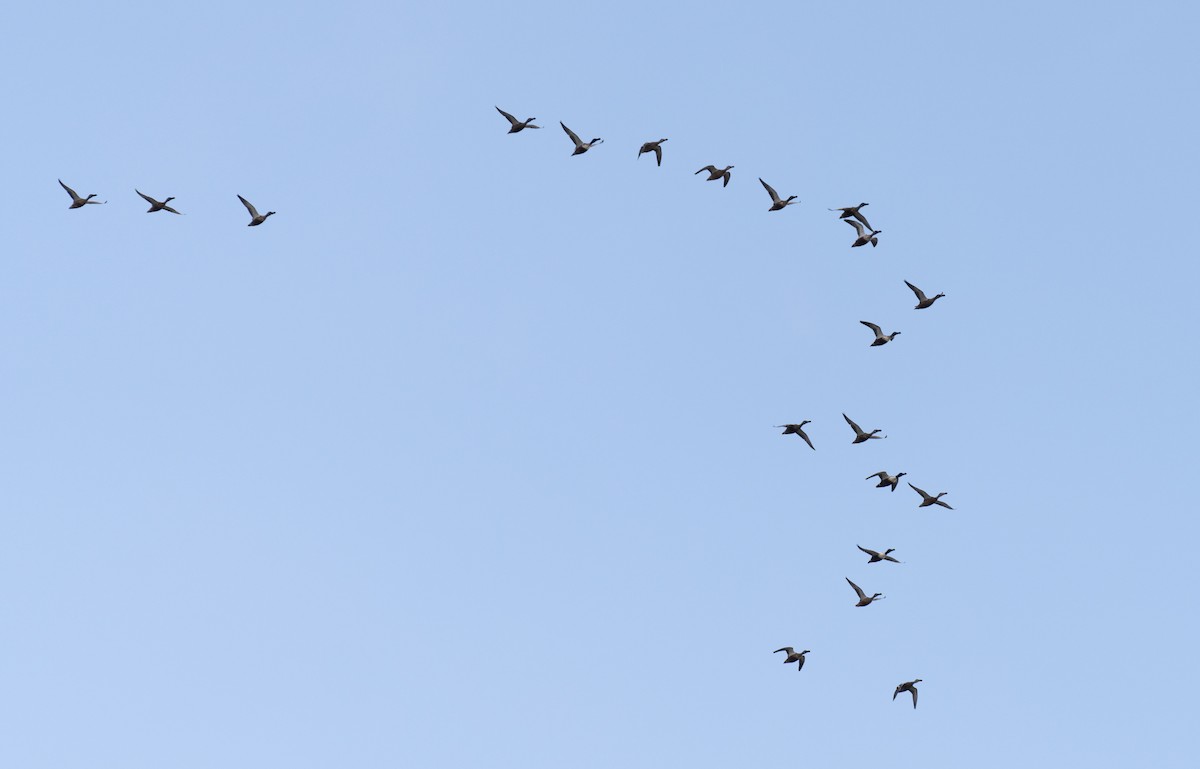 lžičák pestrý - ML646643432