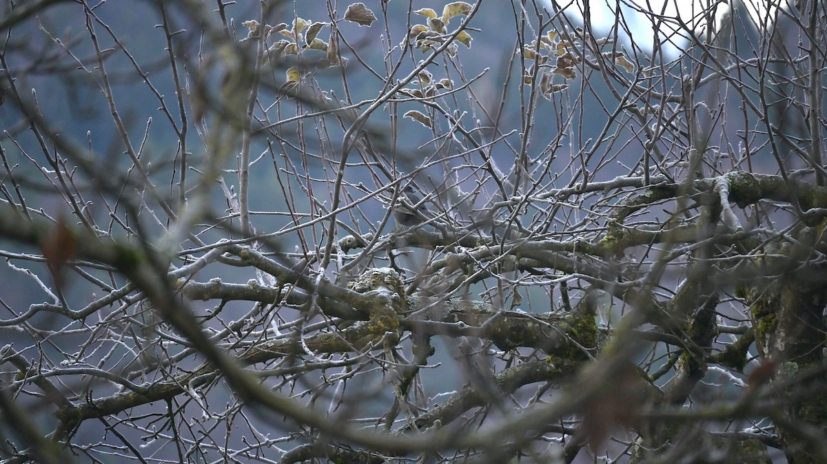 Merle noir - ML646643435