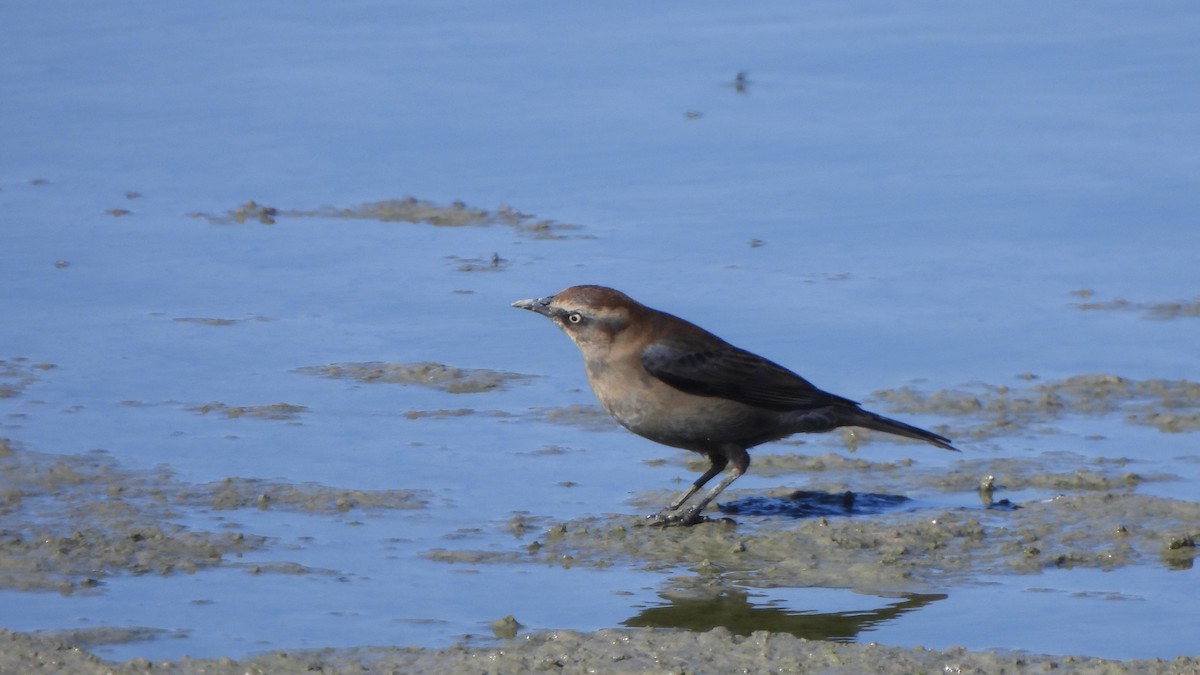 Rusty Blackbird - ML646643437
