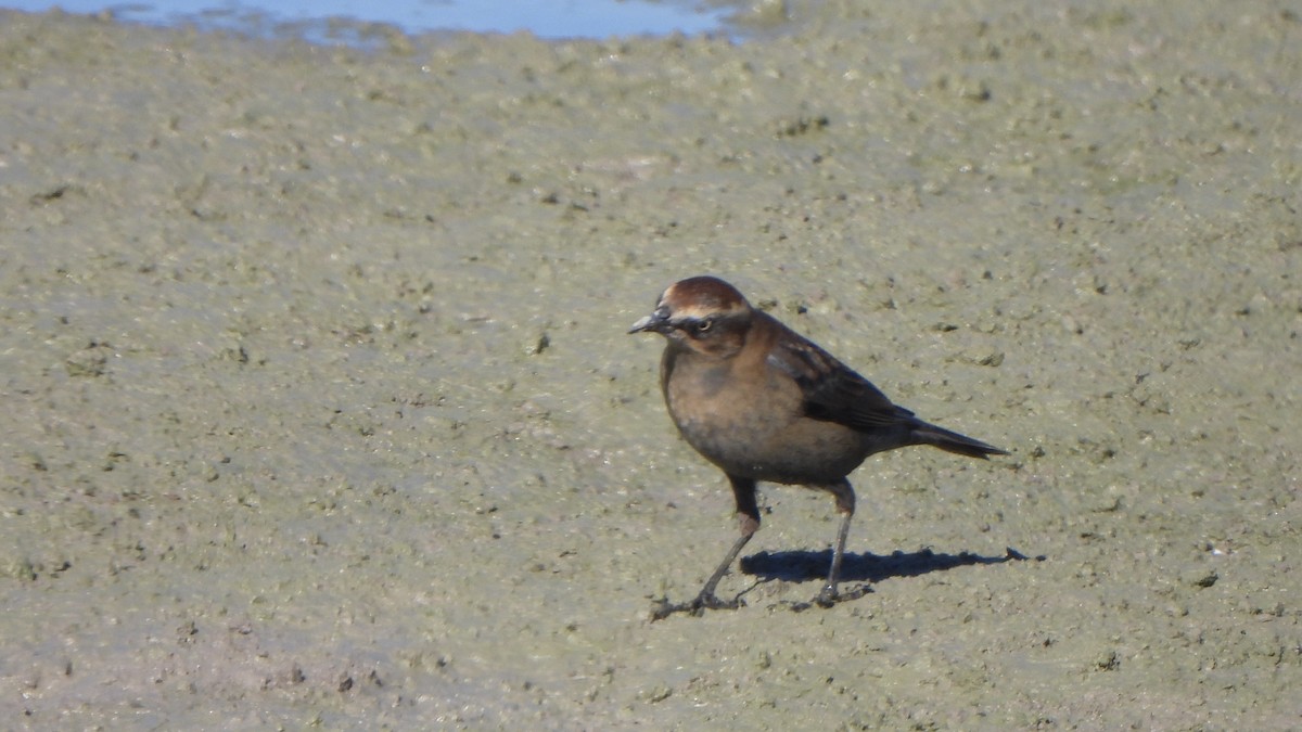 Rusty Blackbird - ML646643438