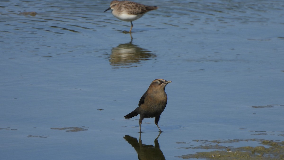 Rusty Blackbird - ML646643439