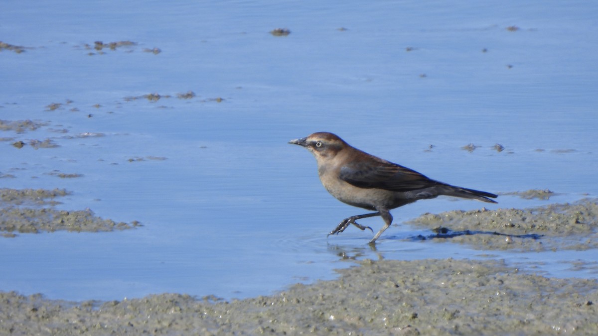 Rusty Blackbird - ML646643440