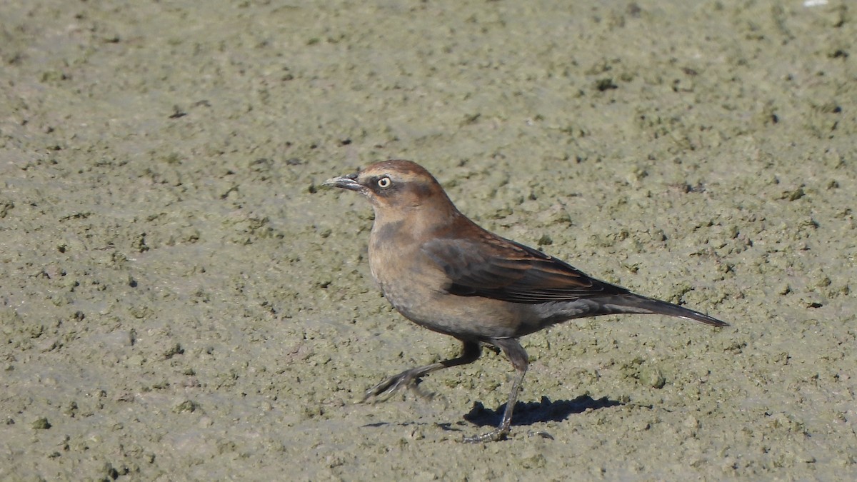 Rusty Blackbird - ML646643441