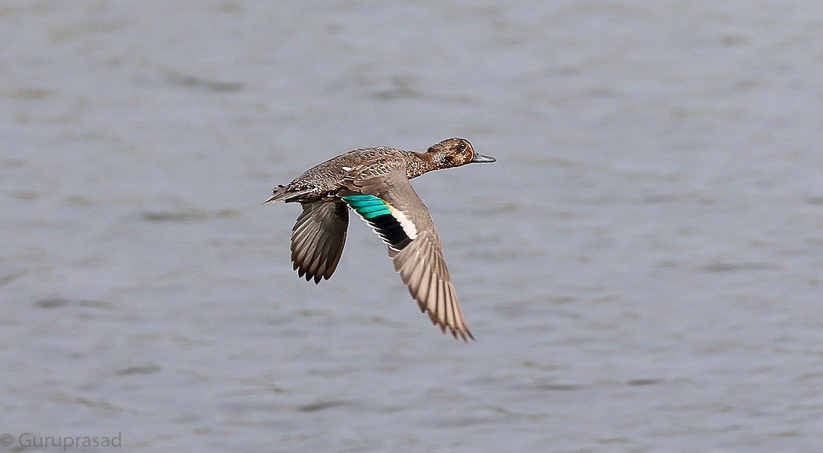 Green-winged Teal - ML646643442