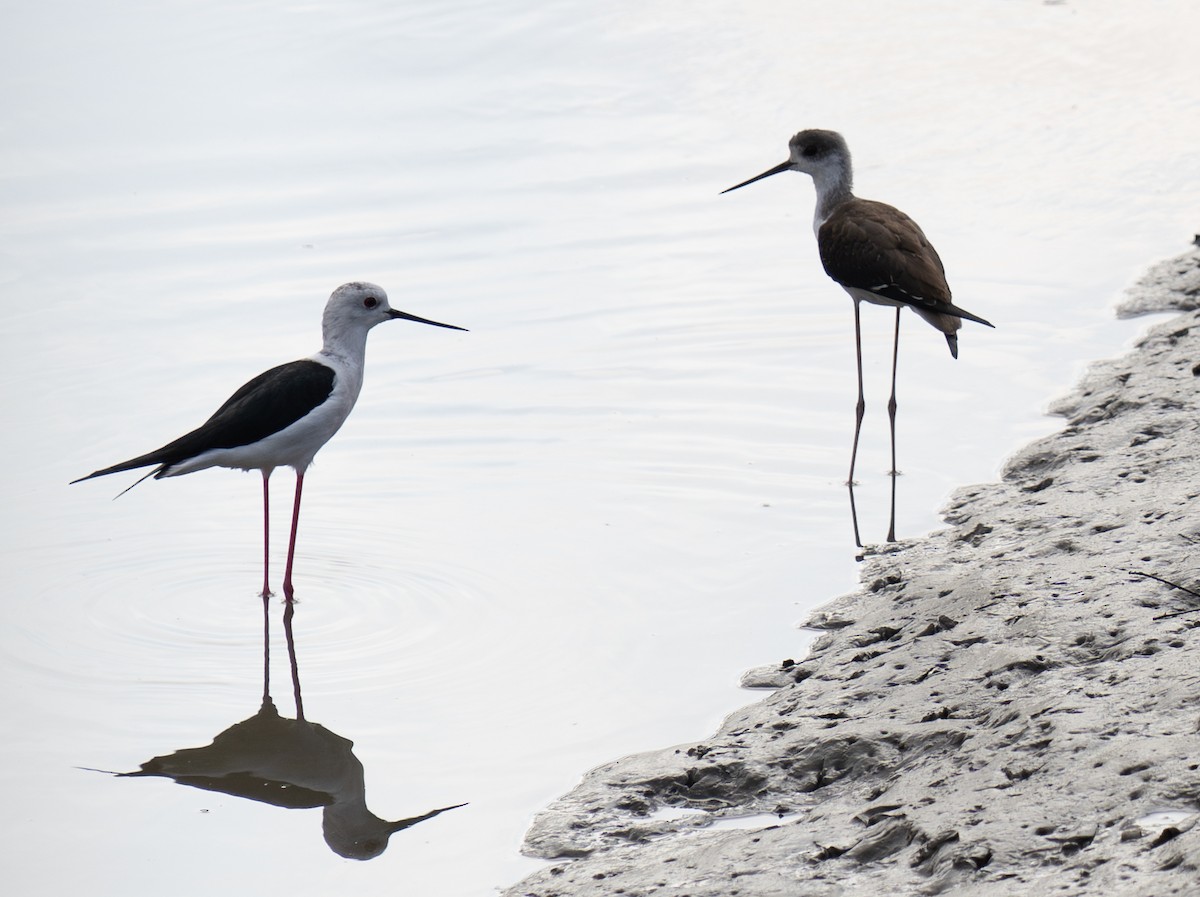 pisila čáponohá - ML646643450