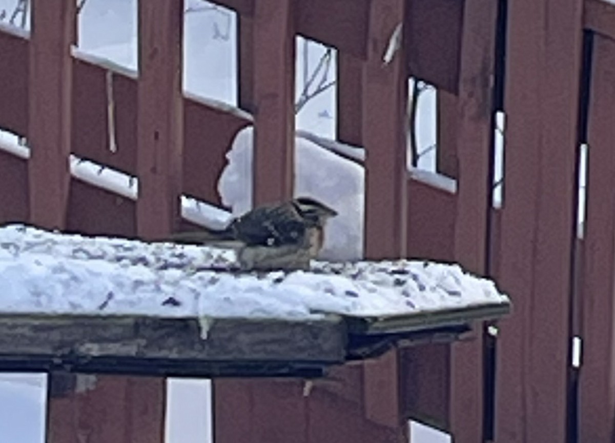 Rose-breasted Grosbeak - ML646643451