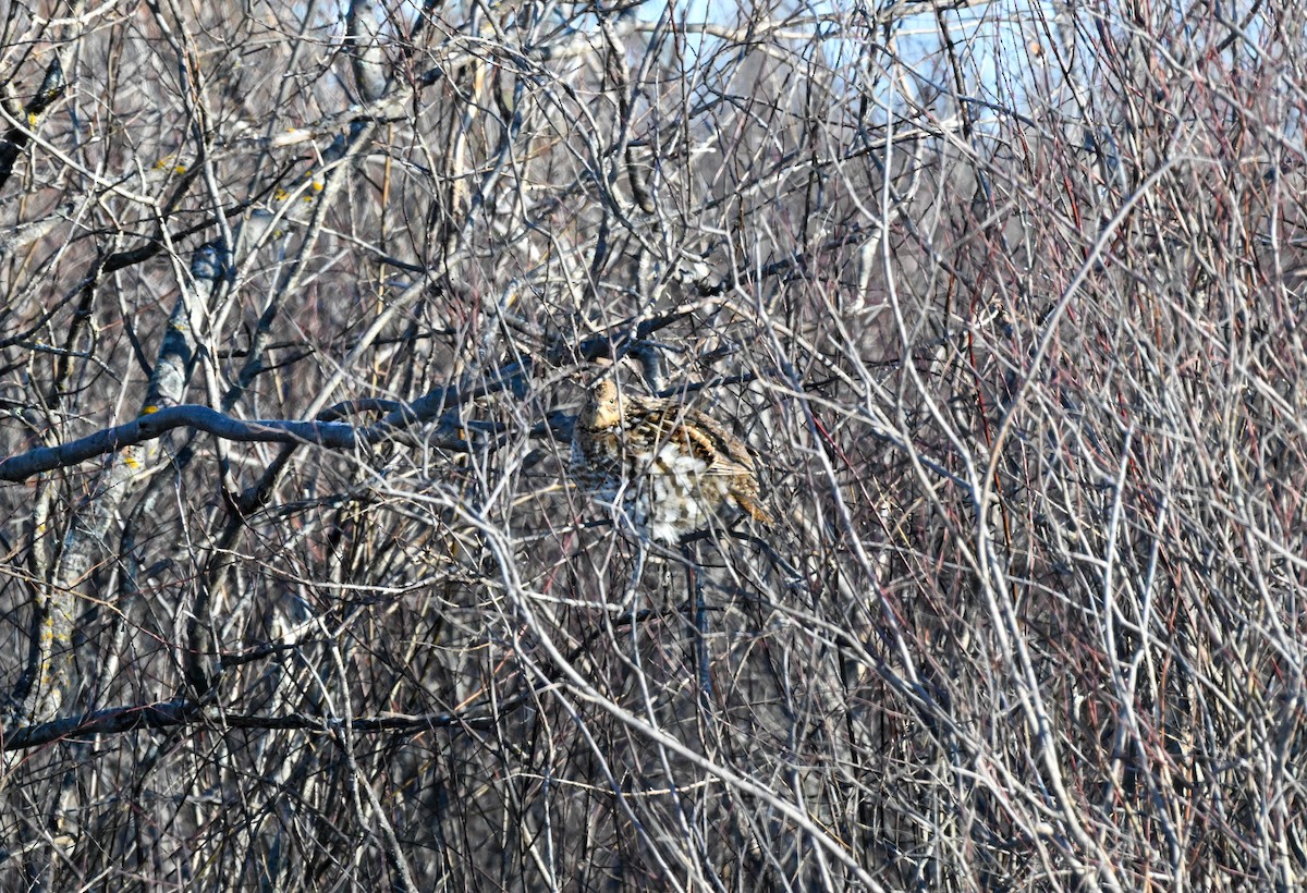 jeřábek kanadský - ML646643453