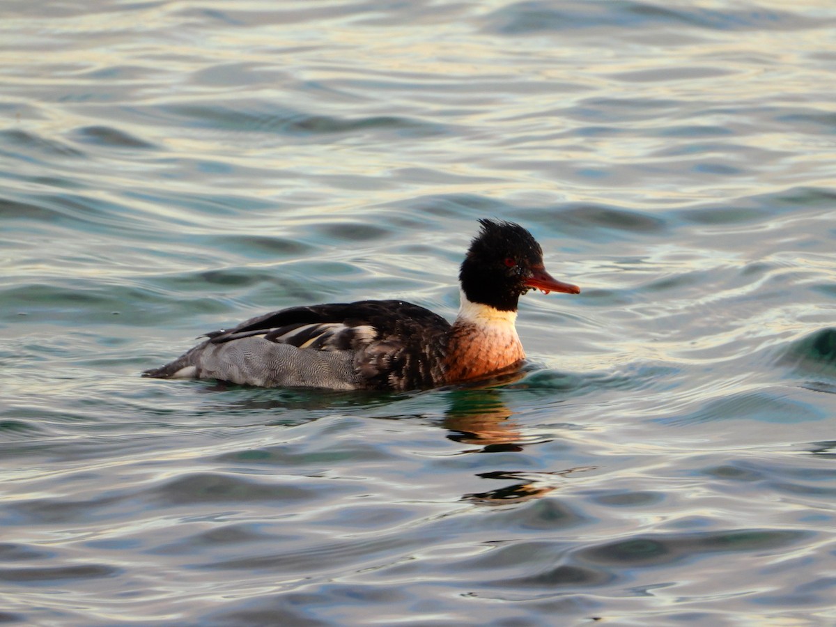 Serreta Mediana - ML646643456