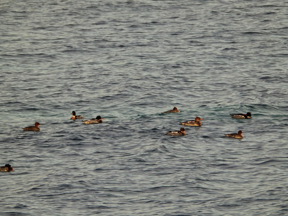 Serreta Mediana - ML646643457