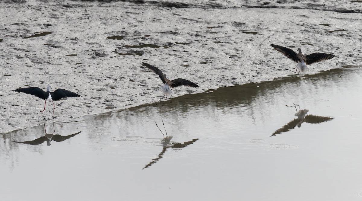 pisila čáponohá - ML646643458