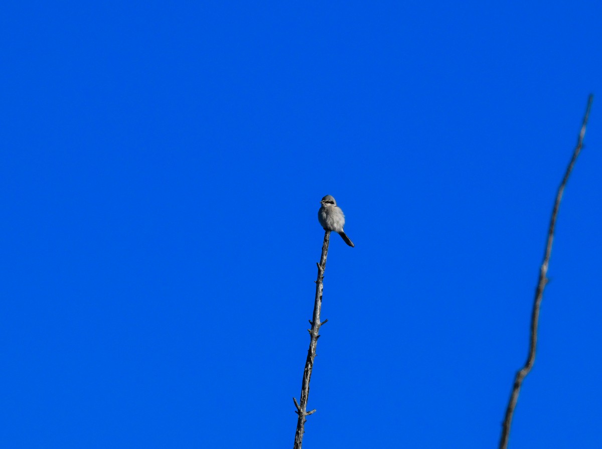 ťuhýk severní - ML646643461