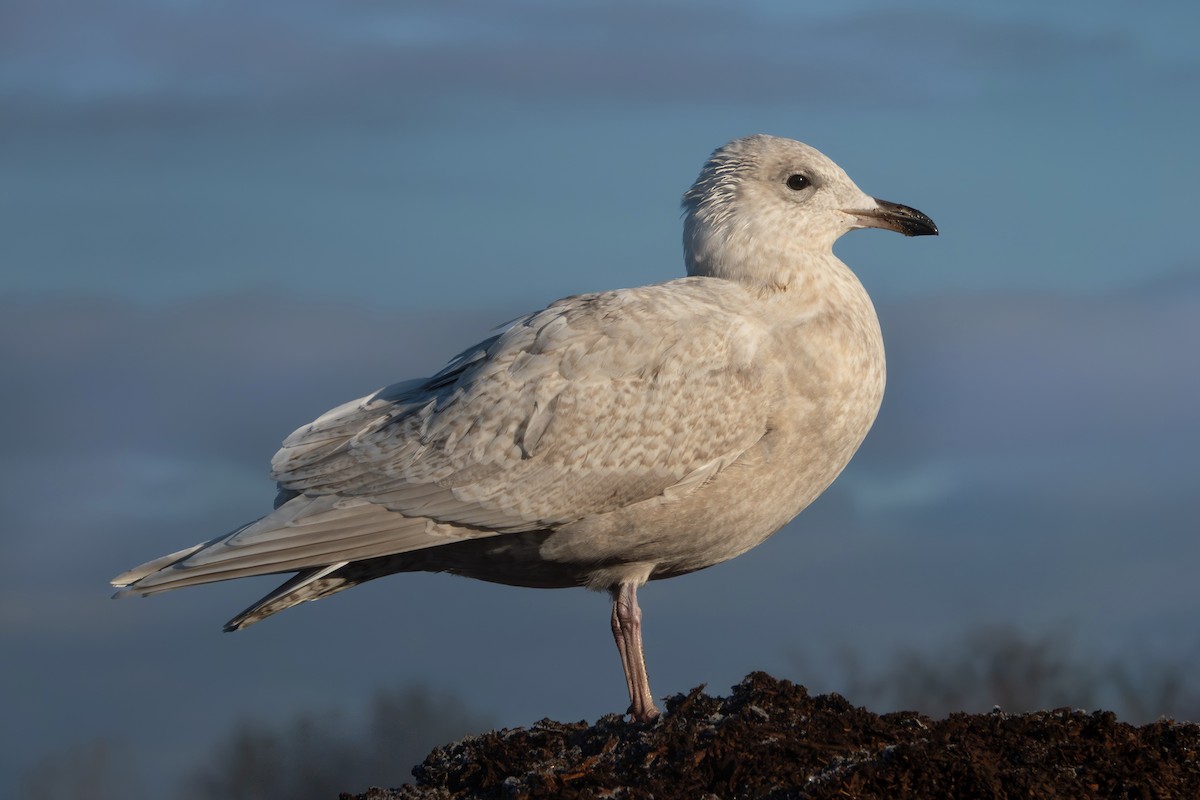 Iceland Gull - ML646643466