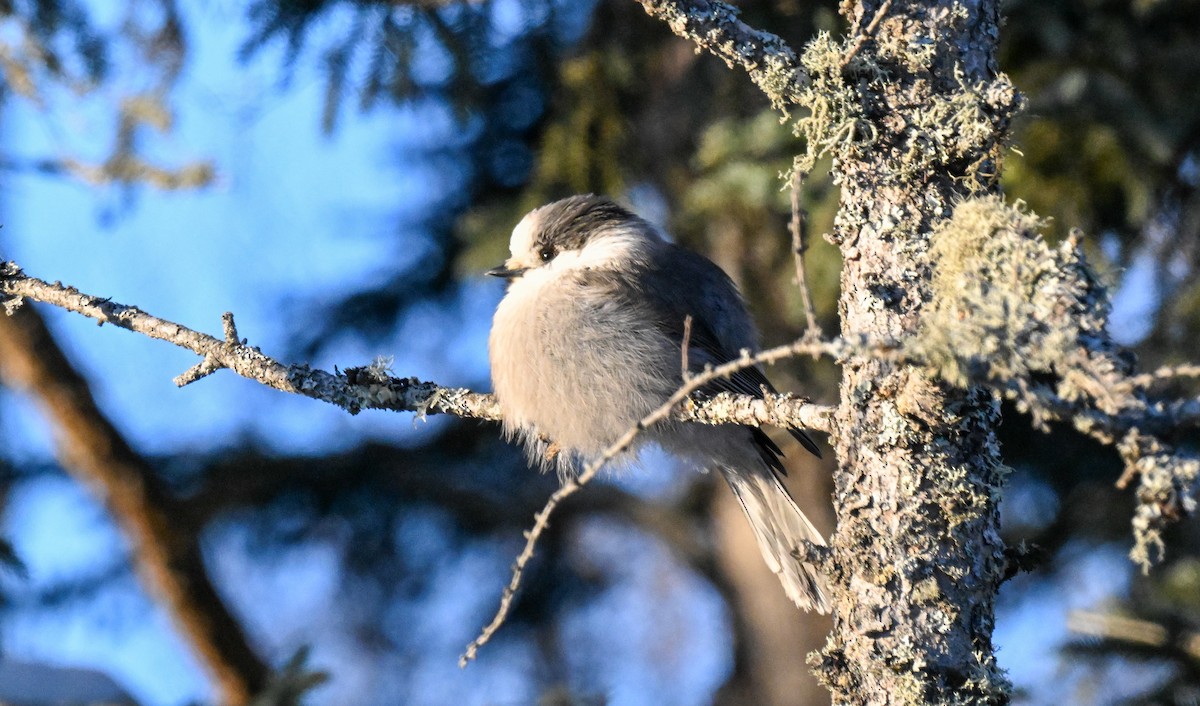 Meisenhäher - ML646643467