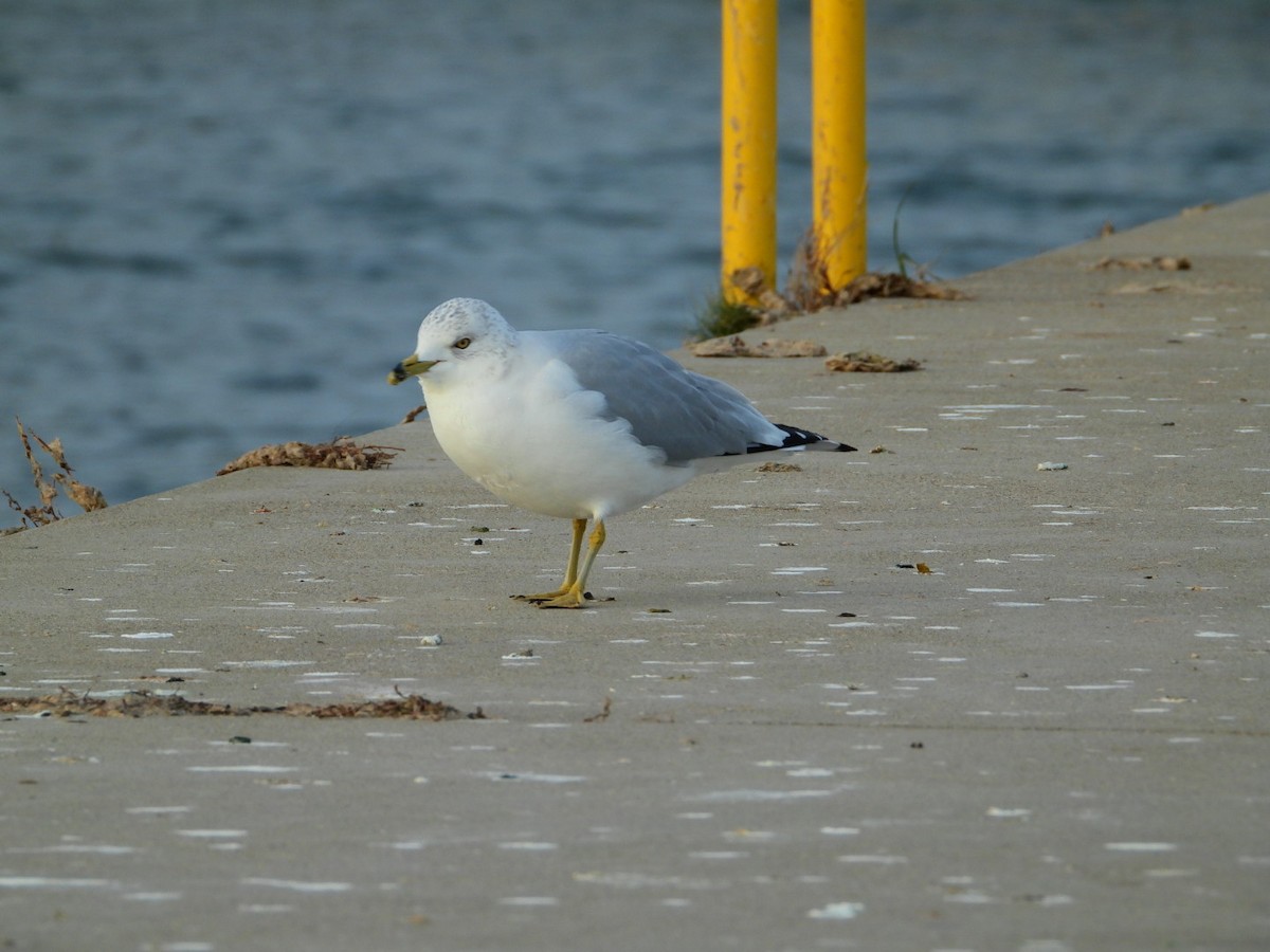 Ring-billed Gull - ML646643468