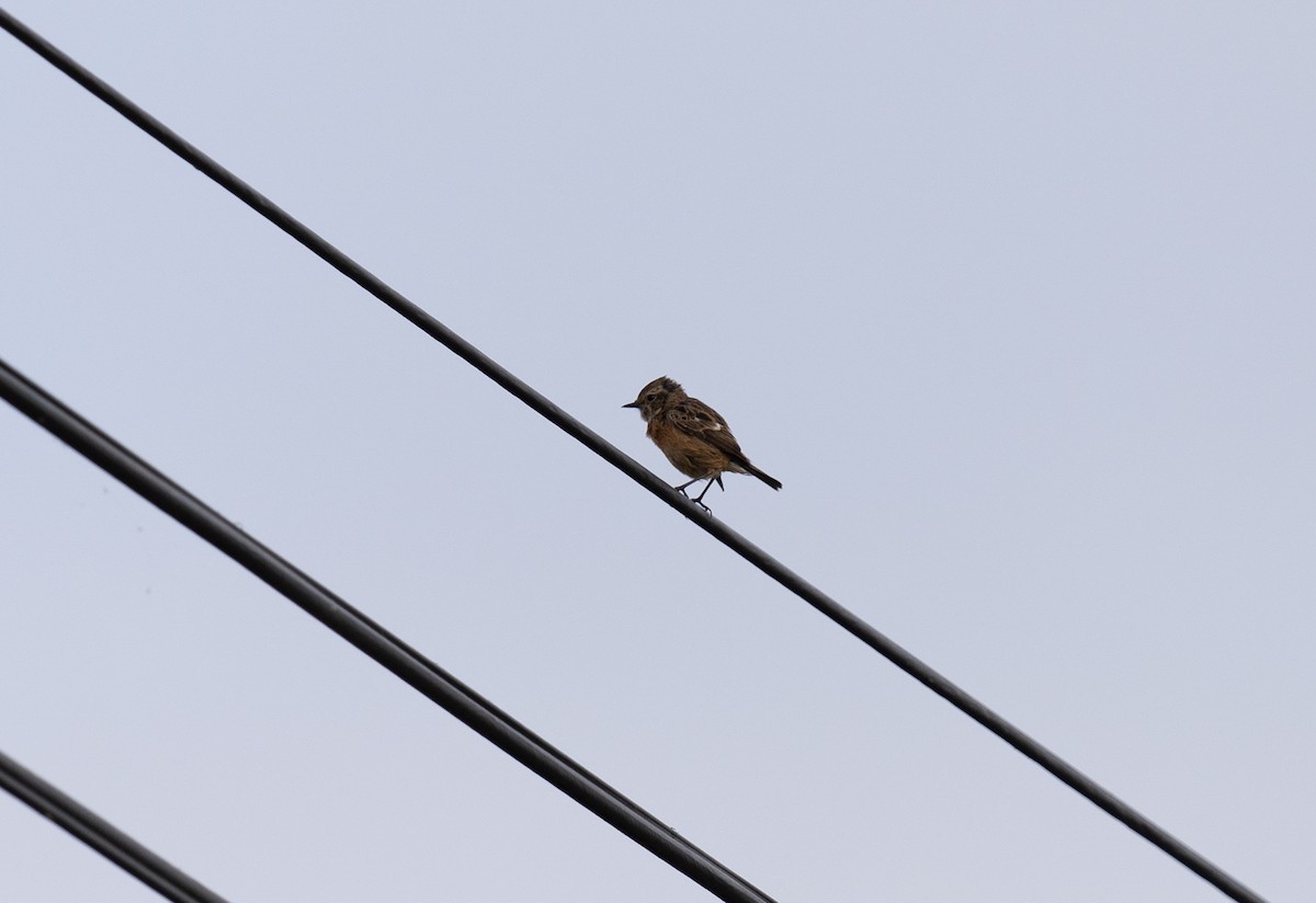 bramborníček černohlavý - ML646643470