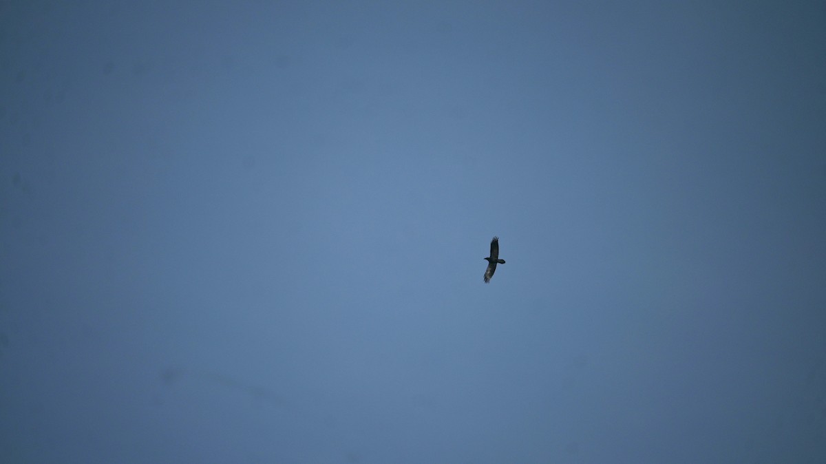 Grand Corbeau - ML646643473