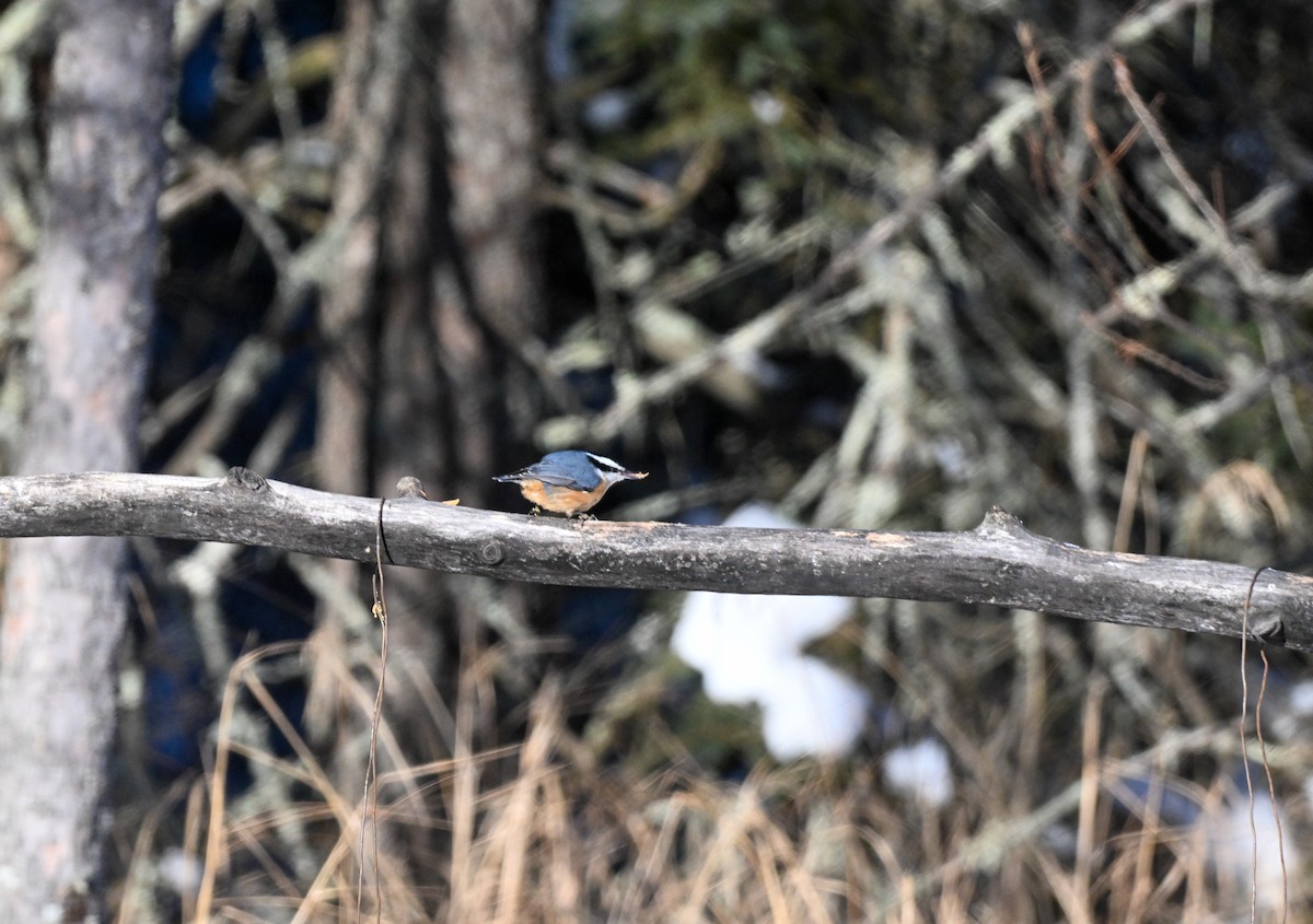 Rotbrustkleiber - ML646643474