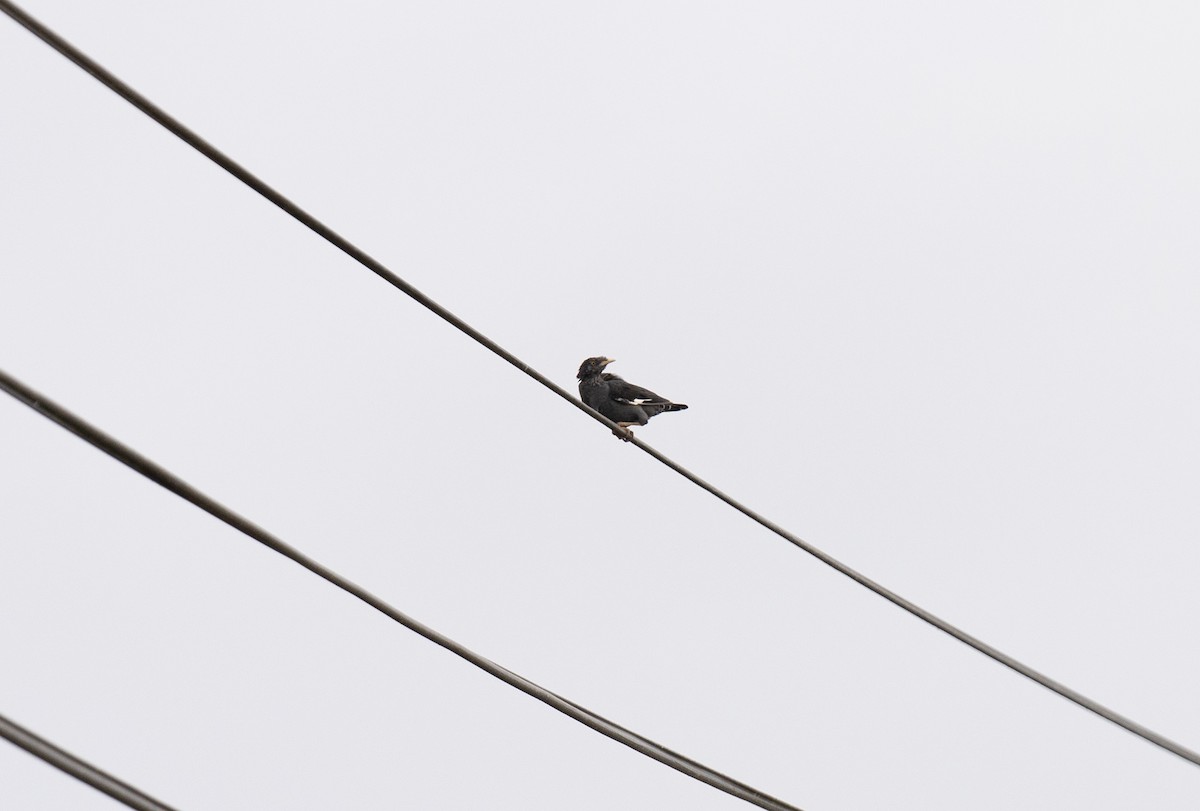 majna chocholatá - ML646643475