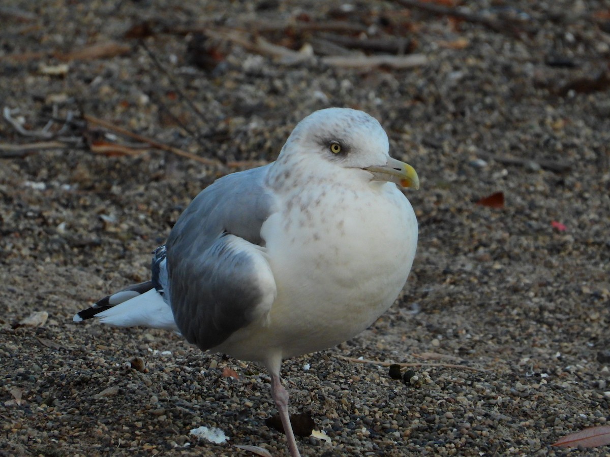 American Herring Gull - ML646643476
