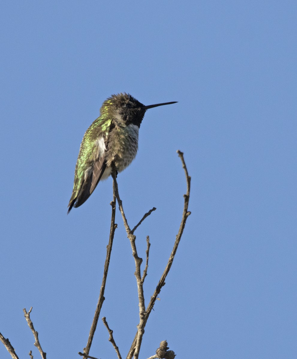Anna's Hummingbird - ML646643478
