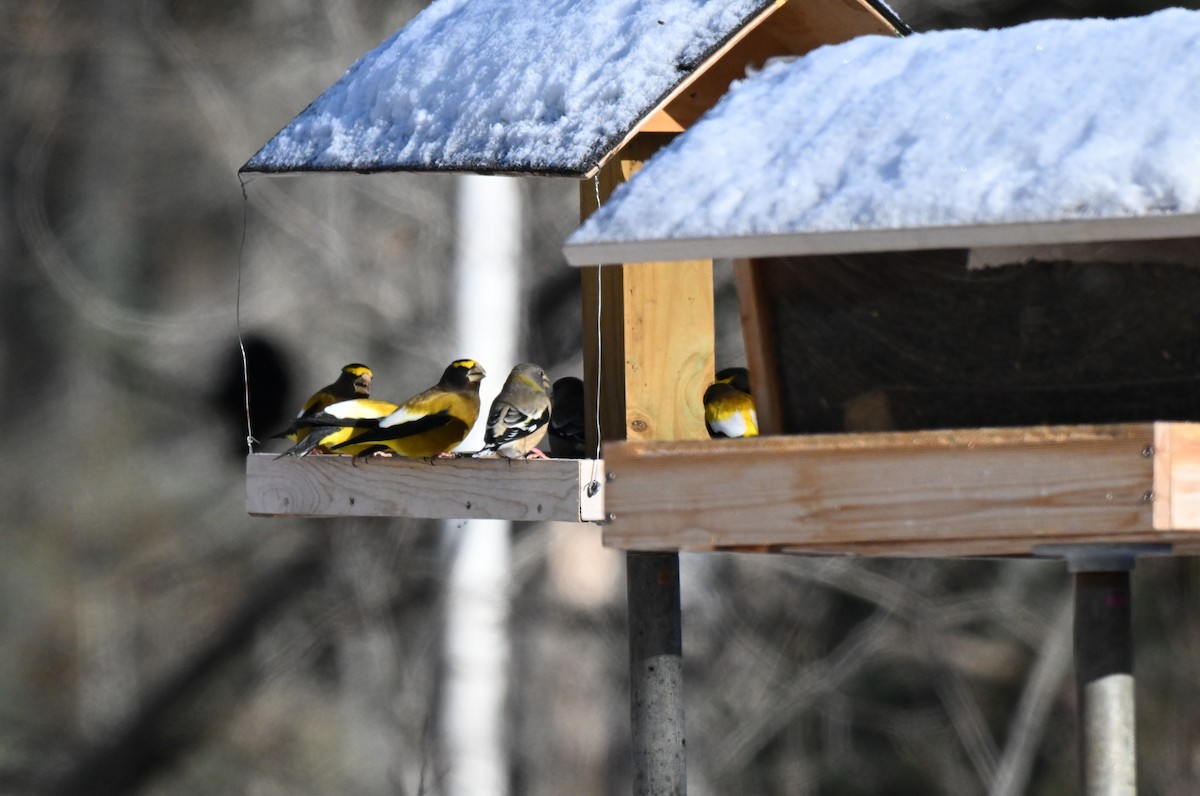 Abendkernbeißer - ML646643480